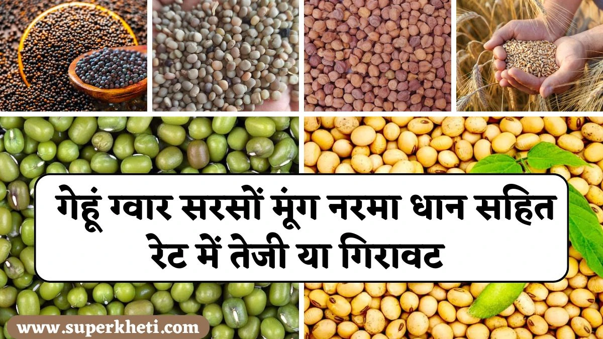 अनाज मंडी भाव 07 फरवरी 2025 को गेहूं ग्वार सरसों मूंग नरमा धान सहित रेट में तेजी या गिरावट