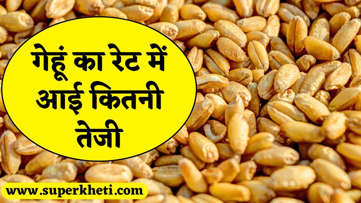 गेहूं का रेट 07 फरवरी 2025 को कौन कौन सी मंडी में आई तेजी, जानें सभी मंडी गेहूं रेट