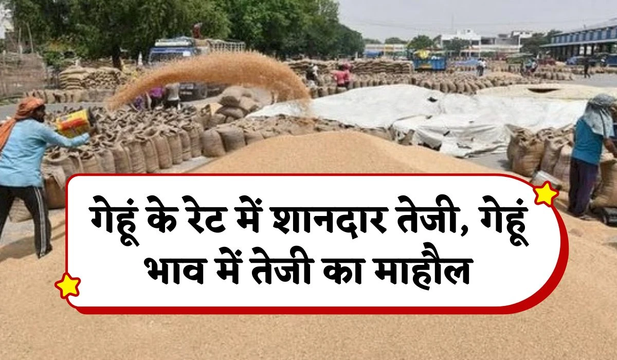 गेहूं के रेट में शानदार तेजी, गेहूं भाव में तेजी का माहौल, जानें सभी मंडी ताजा 12 फरवरी 2025 का रेट