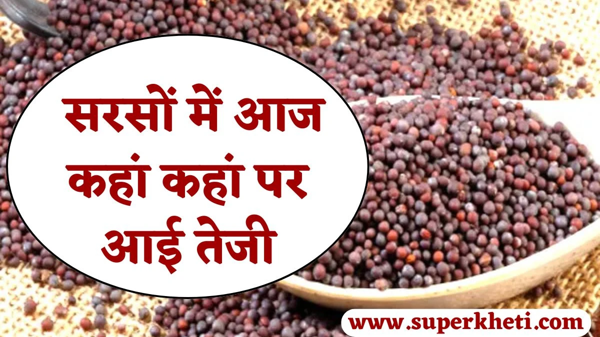 सरसों के भाव 07 फरवरी 2025: सरसों के भाव में आज कहां कहां पर आई तेजी, जानें सरसों मंडी रेट