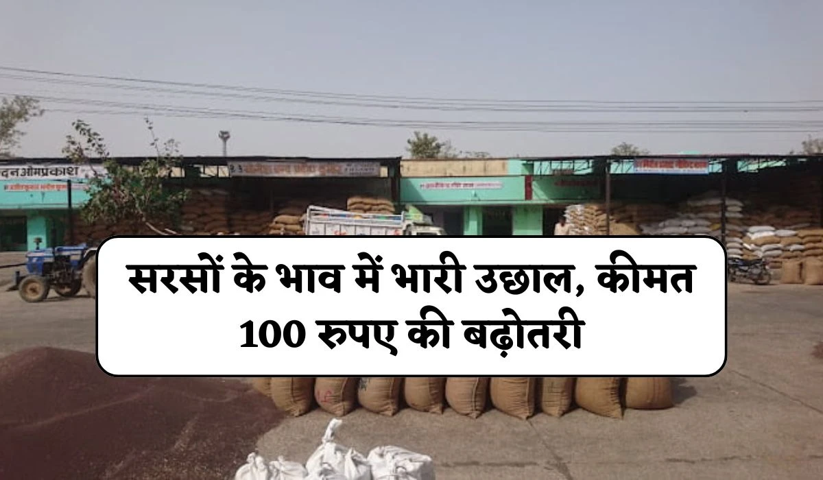 सरसों के भाव में भारी उछाल, कीमत 100 रुपए की बढ़ोतरी, जानें 19 फरवरी 2025 का भाव