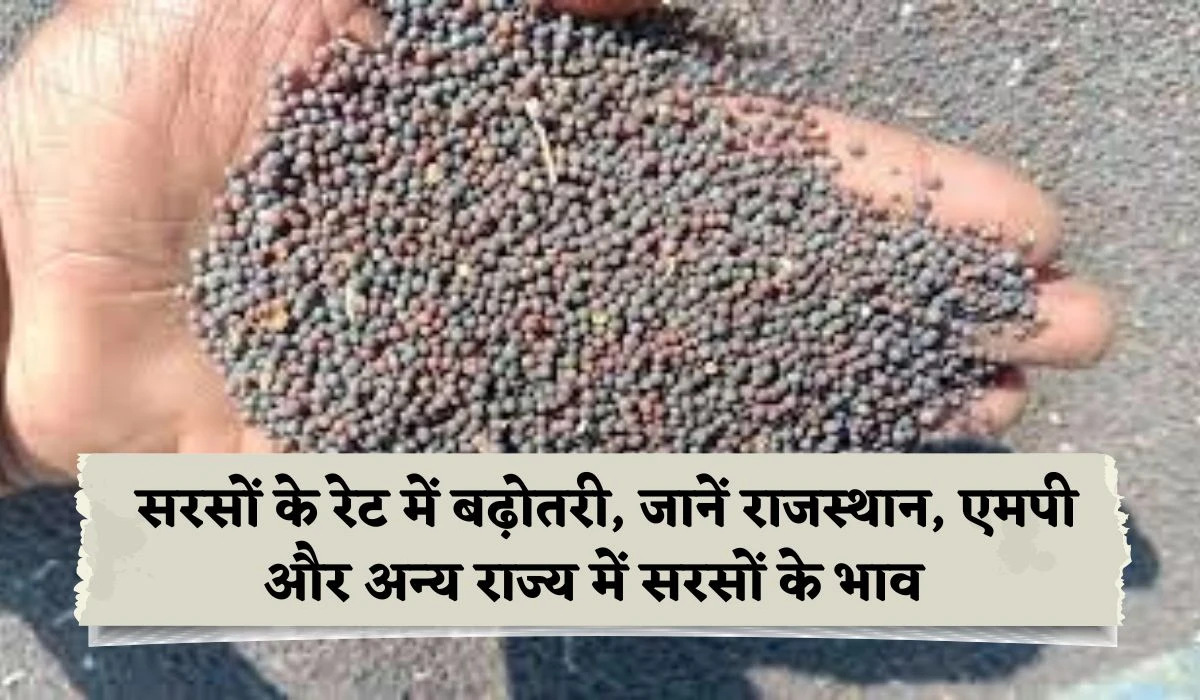 Mustard Price 13 May 2025: सरसों के रेट में बढ़ोतरी, जानें राजस्थान, एमपी और अन्य राज्य में सरसों के भाव