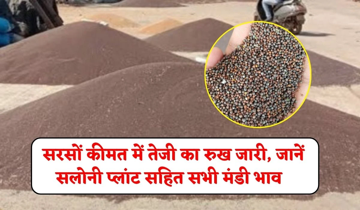 Sarso Mandi Bhav 17 May 2025: सरसों कीमत में तेजी का रुख जारी, जानें सलोनी प्लांट सहित सभी मंडी भाव