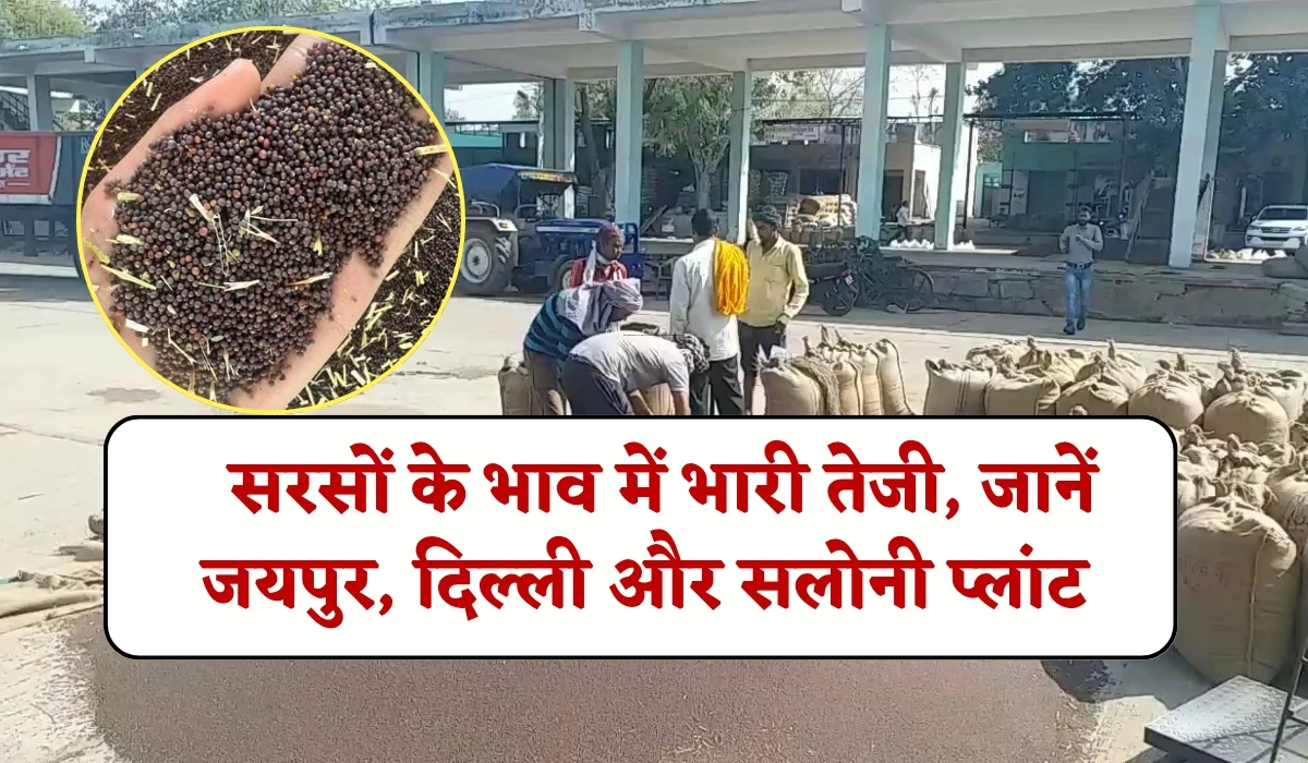 Sarso Today Rate 19-06-2025: आज सरसों के भाव में भारी तेजी, जानें जयपुर, दिल्ली और सलोनी प्लांट