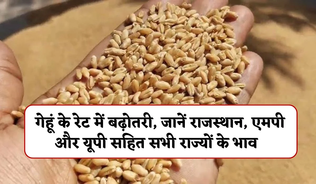 Wheat Price Today 01 May: गेहूं के रेट में बढ़ोतरी, जानें राजस्थान, एमपी और यूपी सहित सभी राज्यों का भाव एक साथ